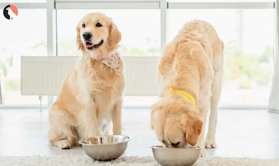 How Much Food To Feed Your Dog