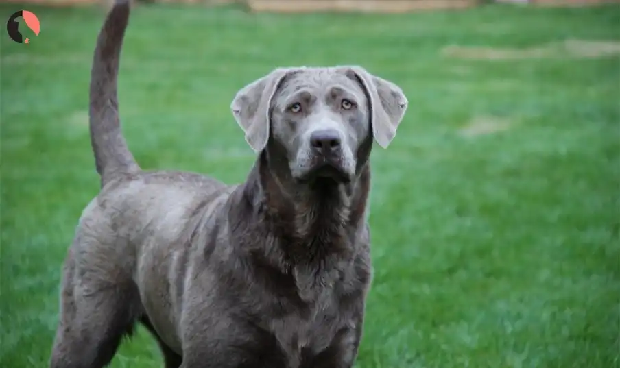 gray labrador