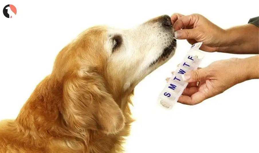 antibiotics for dogs