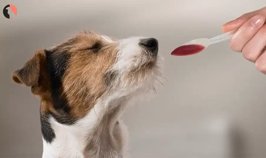 kaopectate for dogs