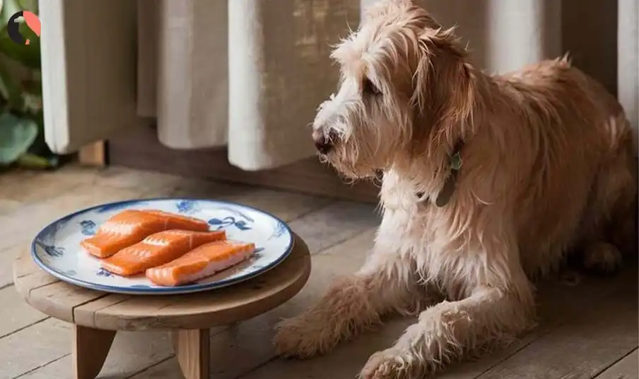 Can Dogs Eat Salmon Skin