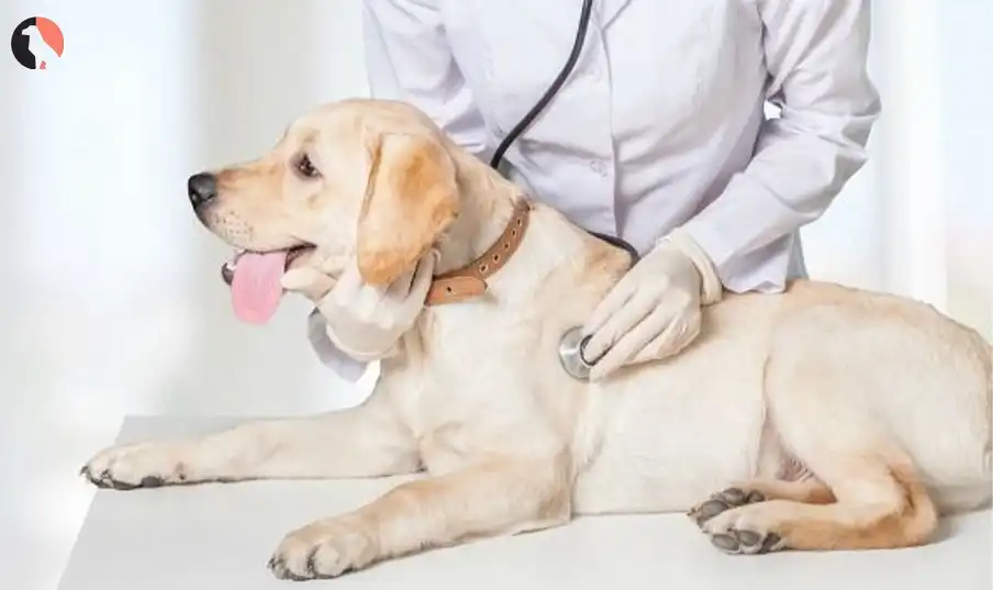 heartworm prevention for dogs