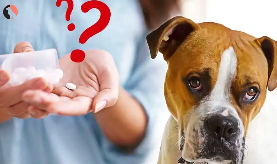 cough medicine for dogs