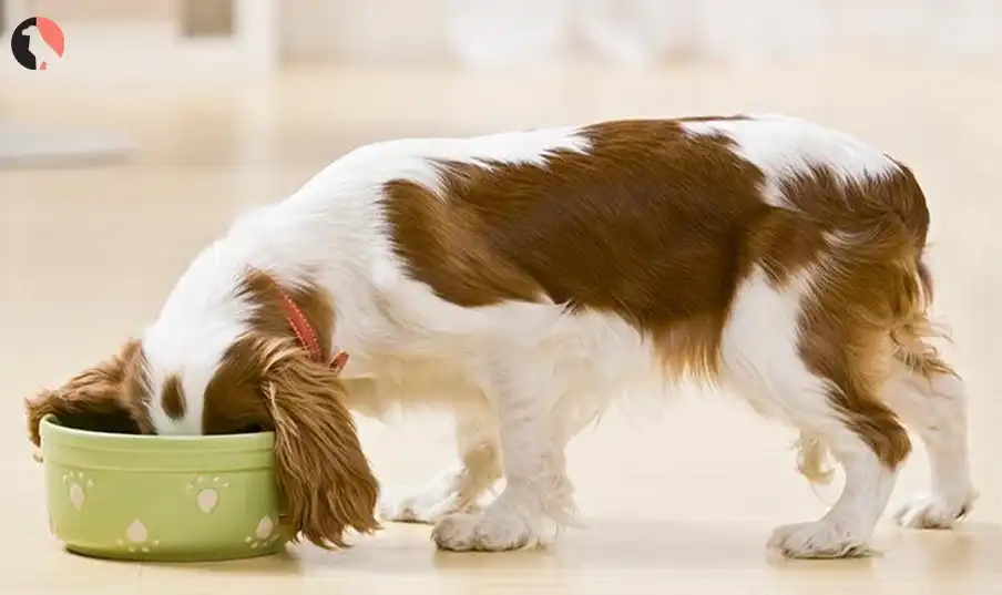 can dogs eat zucchini