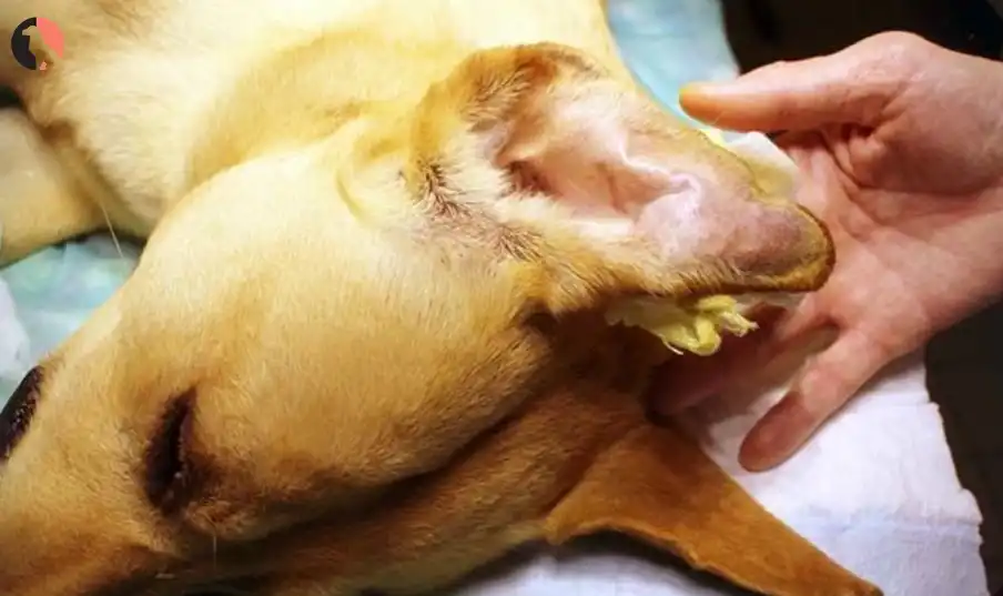 Dog Ear Hematoma