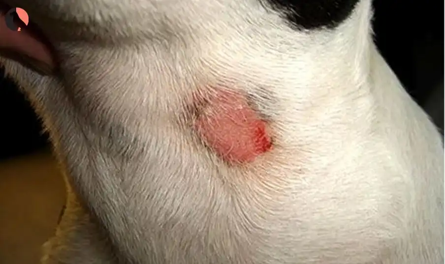 Ringworm in dogs
