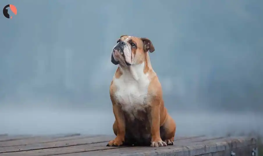 Giardia in dogs
