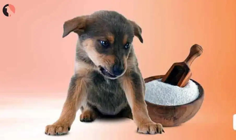 Is sorbitol bad for dogs