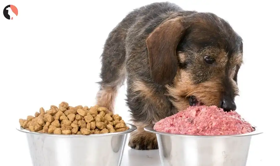 Can Dogs Eat Meat