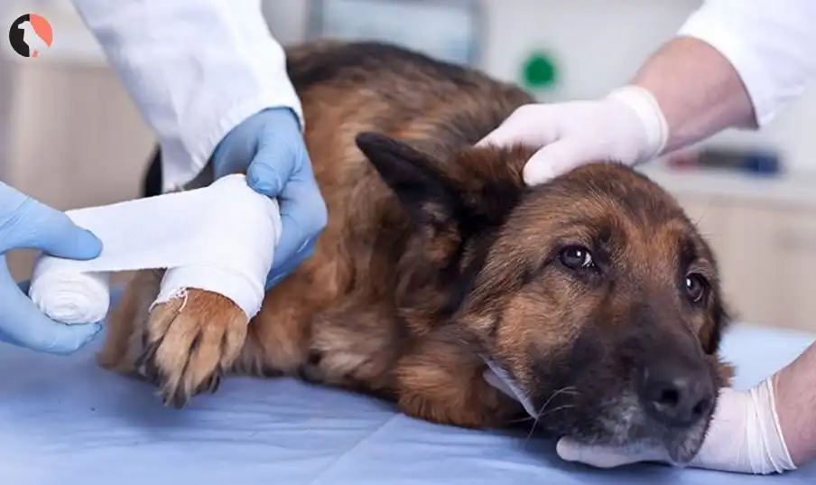 Do Dogs Fake Injuries