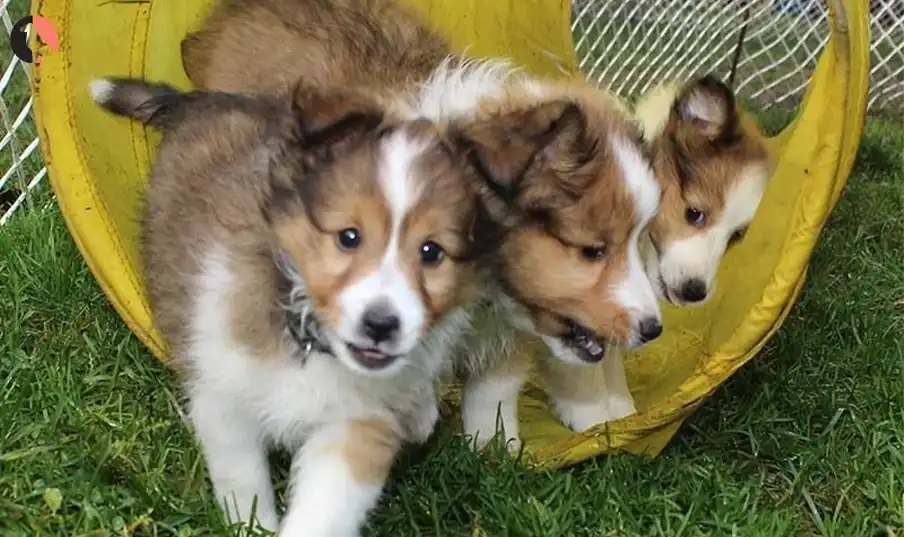 Dogs and Infants