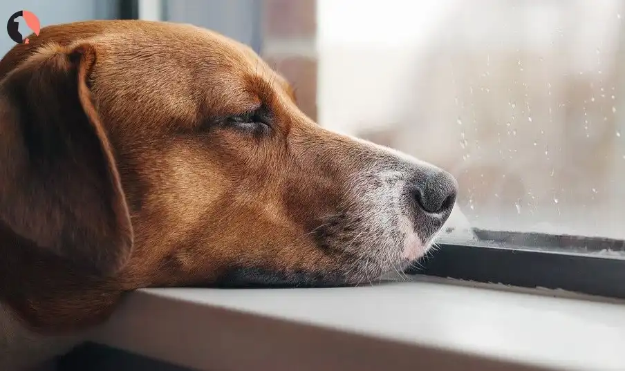 do dogs get bored