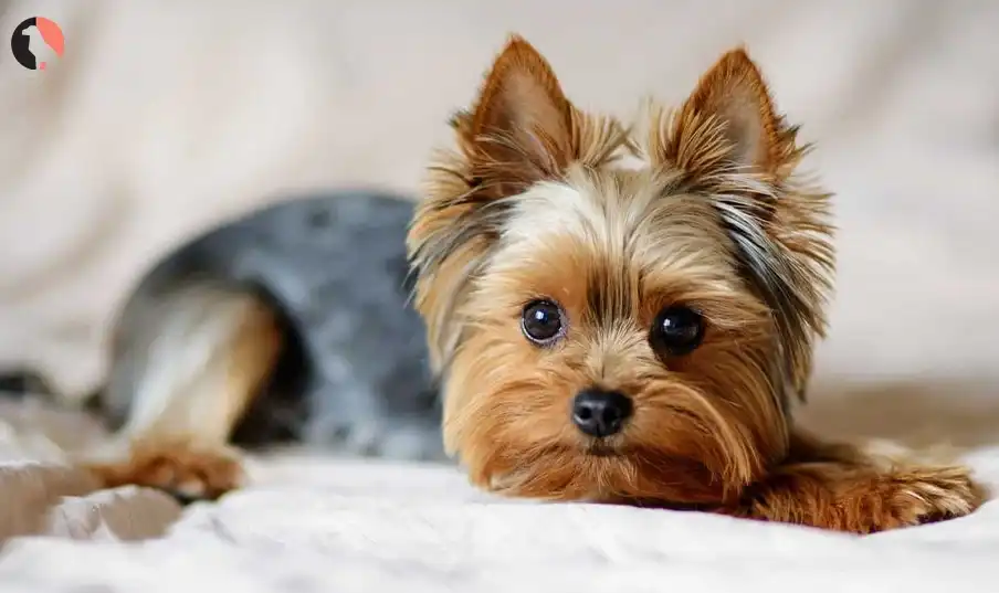 yorkie dog