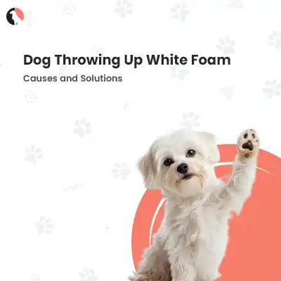 dog throwing up white foam