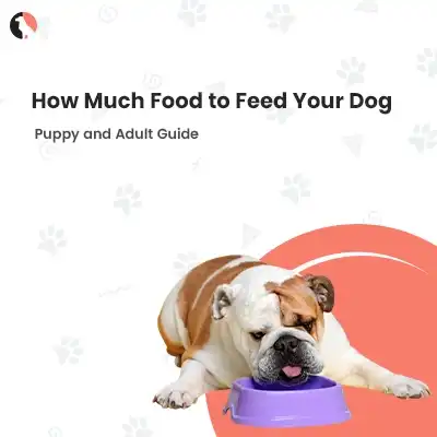 How Much Food To Feed Your Dog