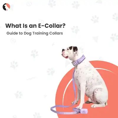 what is an e collar