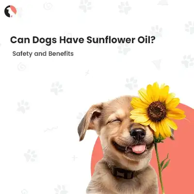 can dogs have sunflower oil