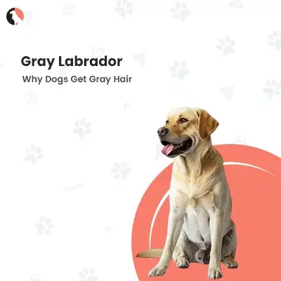 gray labrador
