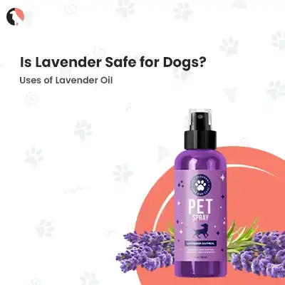 is lavender safe for dogs