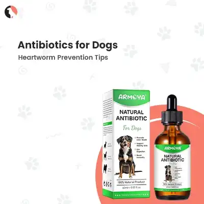 antibiotics for dogs