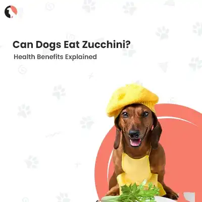 can dogs eat zucchini