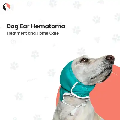 Dog Ear Hematoma