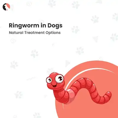 Ringworm in dogs