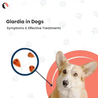 Giardia in dogs