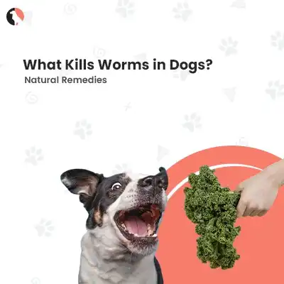 What kills worms in dogs