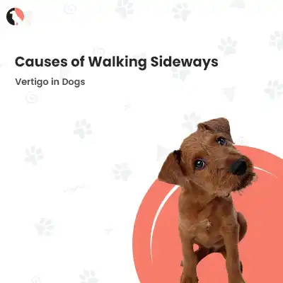 Vertigo in Dogs
