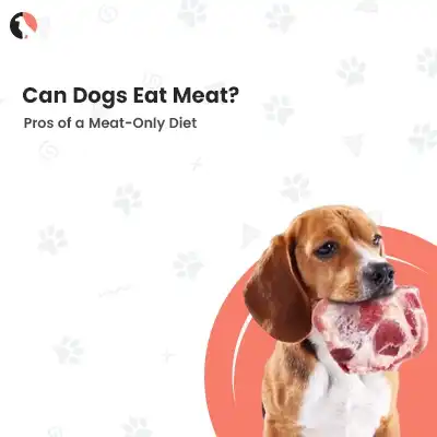 Can Dogs Eat Meat