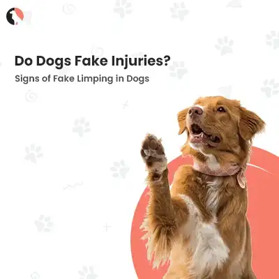 Do Dogs Fake Injuries