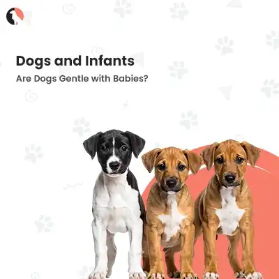 Dogs and Infants