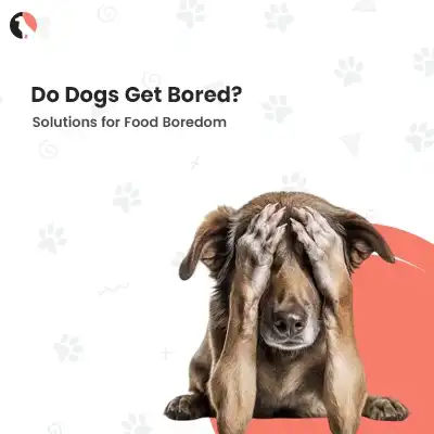 do dogs get bored