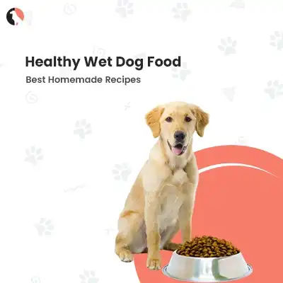 wet food for dogs