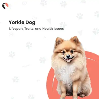 yorkie dog